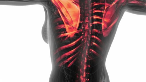 Futuristic Medical Scan of Human Body Joints and Skeleton