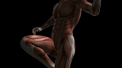 3D Animated Human Muscular System Anatomy Rotation