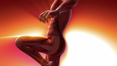 Animated Human Muscular System with Dynamic Glowing Highlights