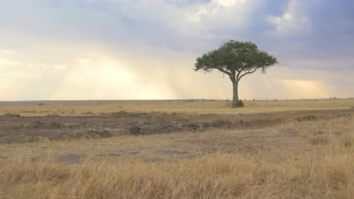 Tilt up of an Acacia tree in Masai Mara