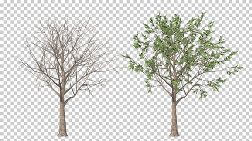 Realistic Tree Growth Animation with Green Leaves