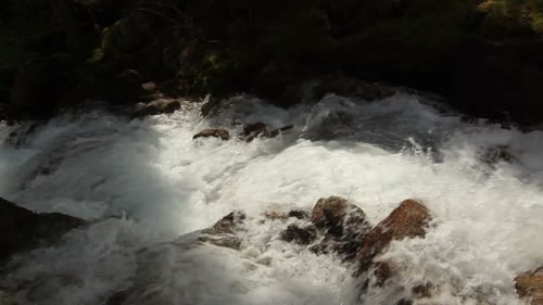 Mountain River in the Forest . Summer