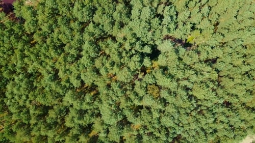 Lush Green Forest Seen From Above
