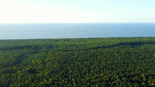 Aerial View Forest Meets Blue Ocean