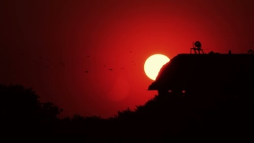Siluetas de pájaros volando hacia el sur hasta la puesta de
