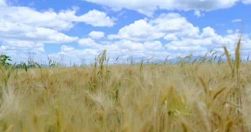 Wheat Field Swaying Gently Under a Blue Sky