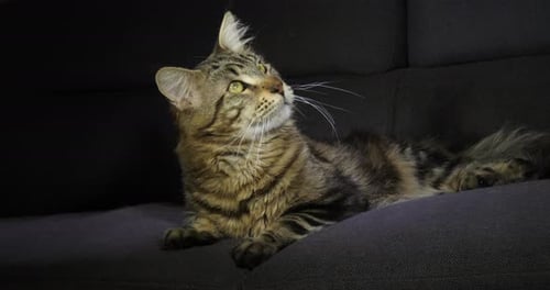 Brown Blotched Tabby Maine Coon Domestic Cat, Male laying against Black Background