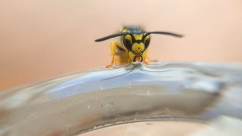 Wasp Drinking