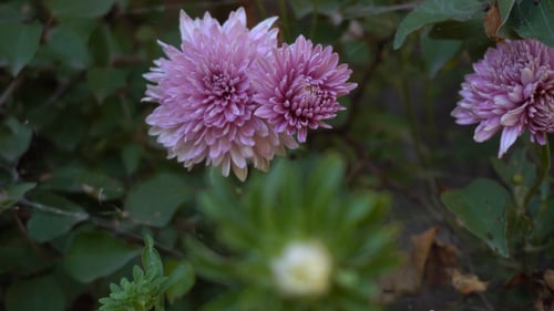 Purple Dahlia Flowers in Natural Light, Close-Up