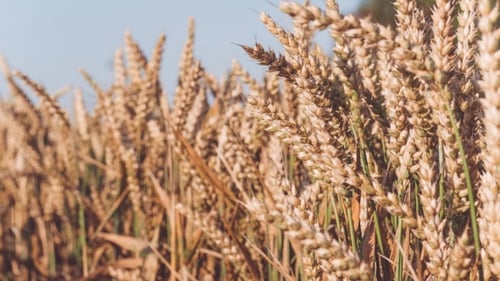 Golden Wheat Field Swaying Gently in the Breeze