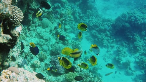 Exotic Butterfly Fish on a Blue Sea Blue Background. The Underwater World of the Red Sea
