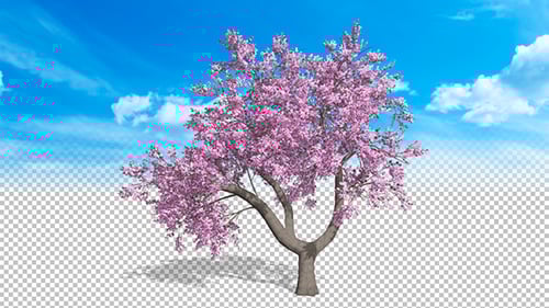 Animated Realistic Pink Cherry Blossom Tree Swaying