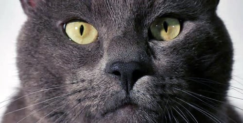 Gray Cat Intense Close Up Portrait Stare