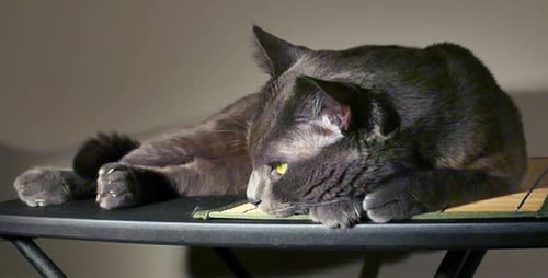 Gray Cat Resting Peacefully Indoors on Table