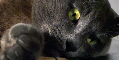 Close Up of Grey Cat with Green Eyes