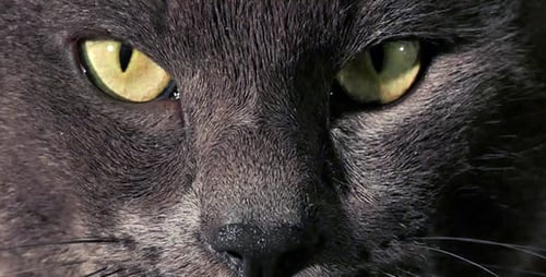 Dramatic Close-Up of a Gray Cat's Face