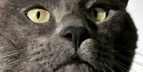 Gray Cat Face Close Up Detail