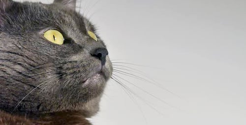 Close Up of Gray Cat in Profile