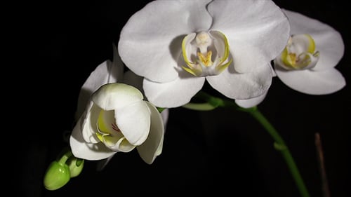 Close up of White Orchid Flower Blooming
