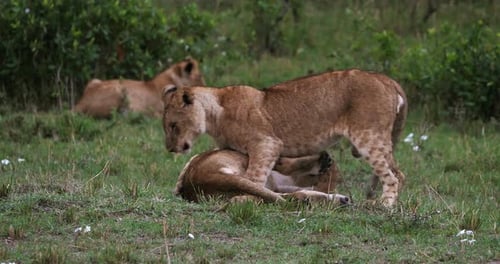 African Lion, panthera leo, Cubs playing, Masai Mara Park in Kenya, Real Time 4K