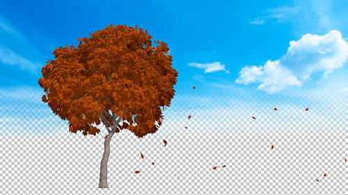 Blätter fallen vom Baum