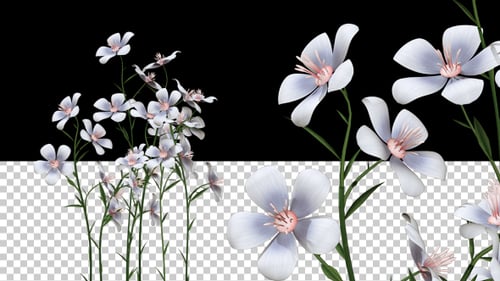 Natural Animated White Flowers Blooming Overlay