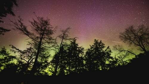 of Northern Lights Dancing Across Sky Silhouetting Black Trees