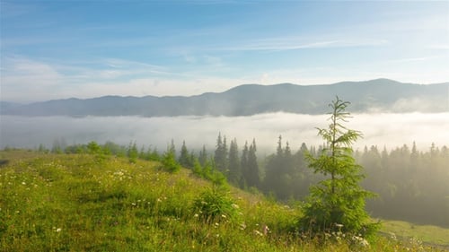 Scenic Mountain Landscape with Fog and Evergreen Trees