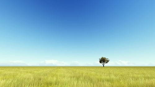 Singl Autumn Tree on a Meadow
