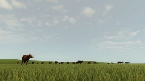 Animated Herd of Cows Grazing in a Green Field