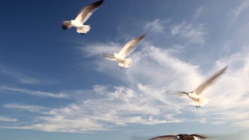 Seagulls soaring gracefully against vibrant blue sky