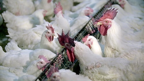 Poultry farm