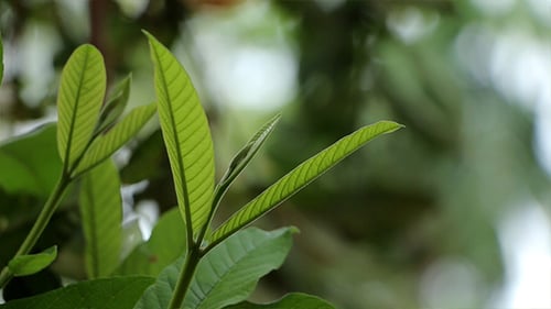 Hojas y ramas verdes 0129