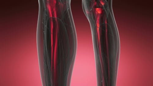 3D Human Skeletal System Bones and Joints Pain