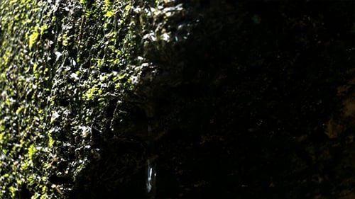 Wet Moss Wall 0137