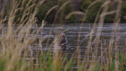 Man fly fishing in river is framed by tall grass