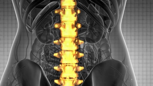Glowing Human Spine 3D Medical Anatomy Rotation
