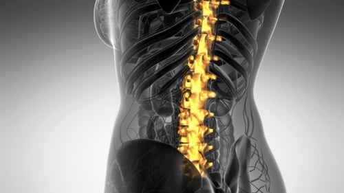 Backache in Back Bones