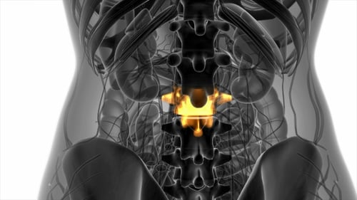 Medical 3D Animation of Human Lumbar Spine Anatomy