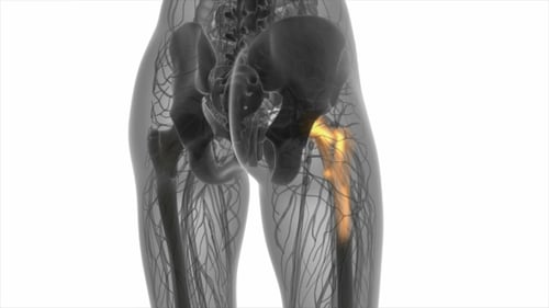 Hip Bones Anatomy