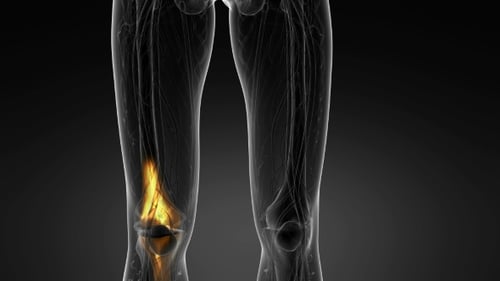 3D Human Leg Anatomy Scan with Knee Area Highlight
