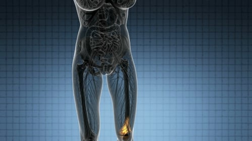 Transparent Human Body Showing Legs and Knee Joint Pain