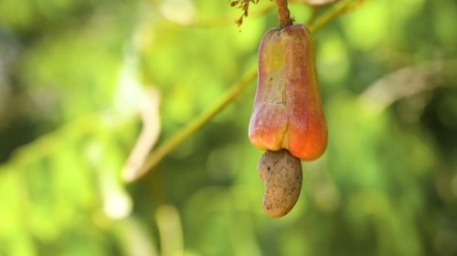 Nut Tree Cashew Growing Nuts Busuanga, Palawan, Philippines