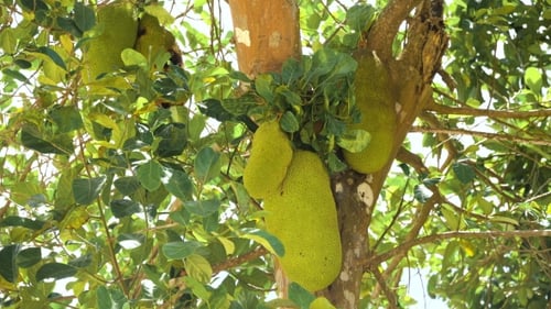 Jackfrucht auf dem Baum