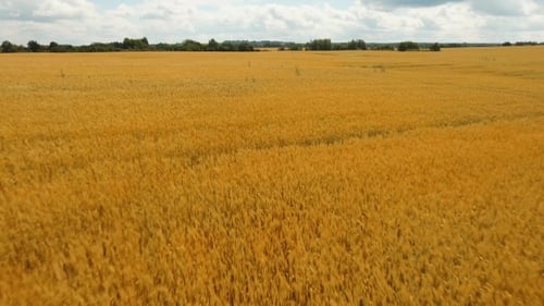 Aerial View of Golden Wheat field