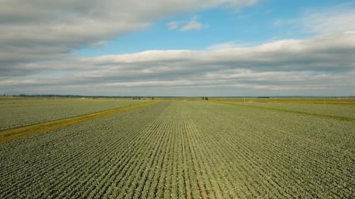 Cabbage Field, Drone Footage