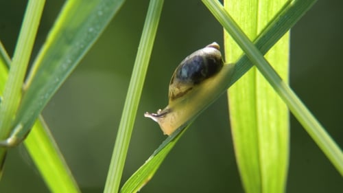 Snail on the Grass