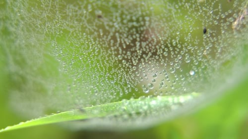 Spinnweben auf dem Gras mit Tautropfen