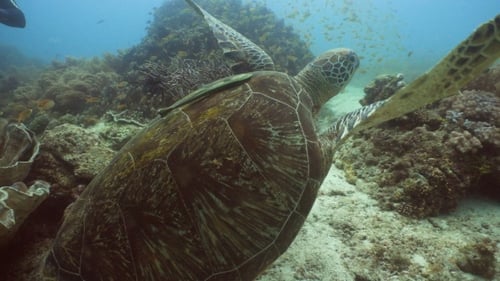 Sea Turtle Under Water