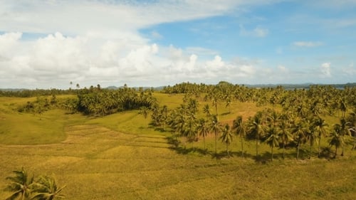 Aerial View of a Rice Field Philippines, Siargao